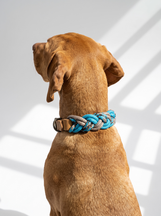 Hundehalsband geflochten aus Tau in blau beige und braun. Leder oder BioThane Verschluss. Handgefertigt und individuell anpassbar. Ansicht des Halsbandes getragen an einem Hund