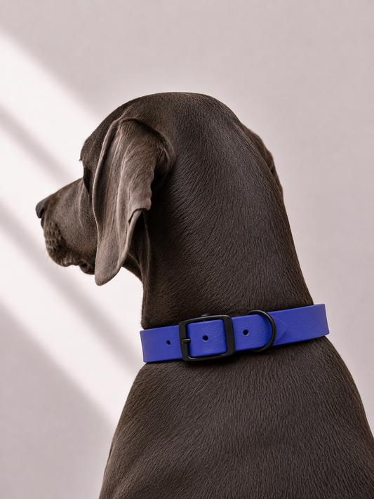 Hundehalsband aus biothane in dunkelblau mit schwarzen Beschlägen. Angezogen von einem grauen Hund
