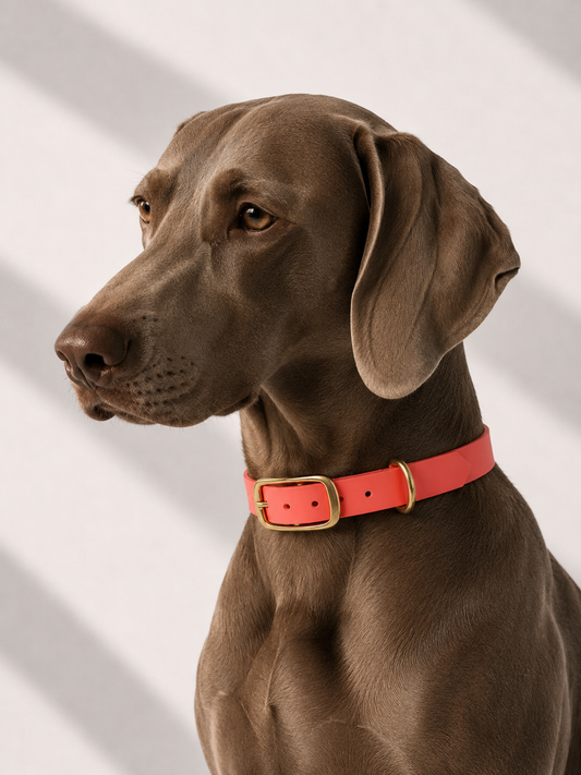Hundehalsband aus biothane in orange coral mit Beschlägen aus Messing gold
