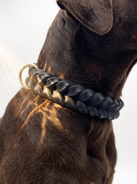 Lederhalsband für Hunde aus schwarzen Fettleder. Geeigent für kleine, mittlere und große Hunde, da es an das Gewicht deines Hundes angepasst wird. Details in Gold, Messing. Ansicht des Halsbandes an einem Hund getragen