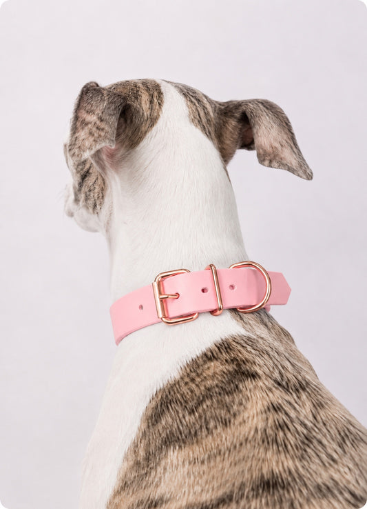 Hund trägt ein handgefertigtes BioThane Hundehalsband in Pastellrosa mit roségoldenen Beschlägen, Rückansicht auf weißem Hintergrund.
