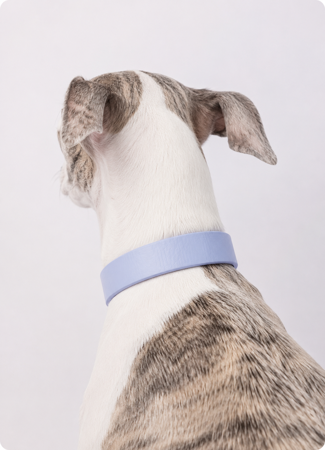BioThane Halsband in polar blau getragen von einem Hund in der Rückansicht. Minimal Kollektion personalisierbar 