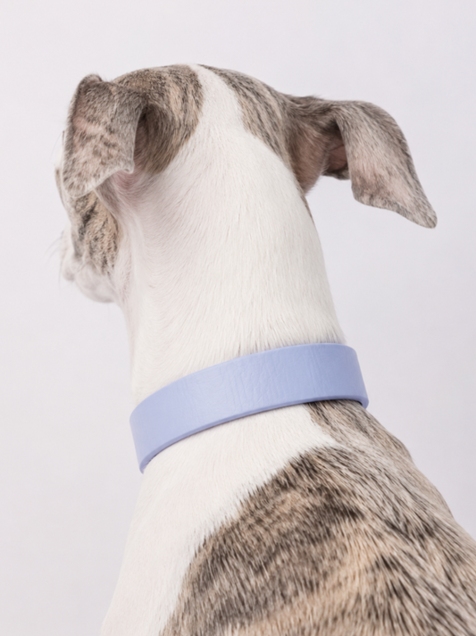 BioThane Halsband in polar blau getragen von einem Hund in der Rückansicht. Minimal Kollektion personalisierbar 