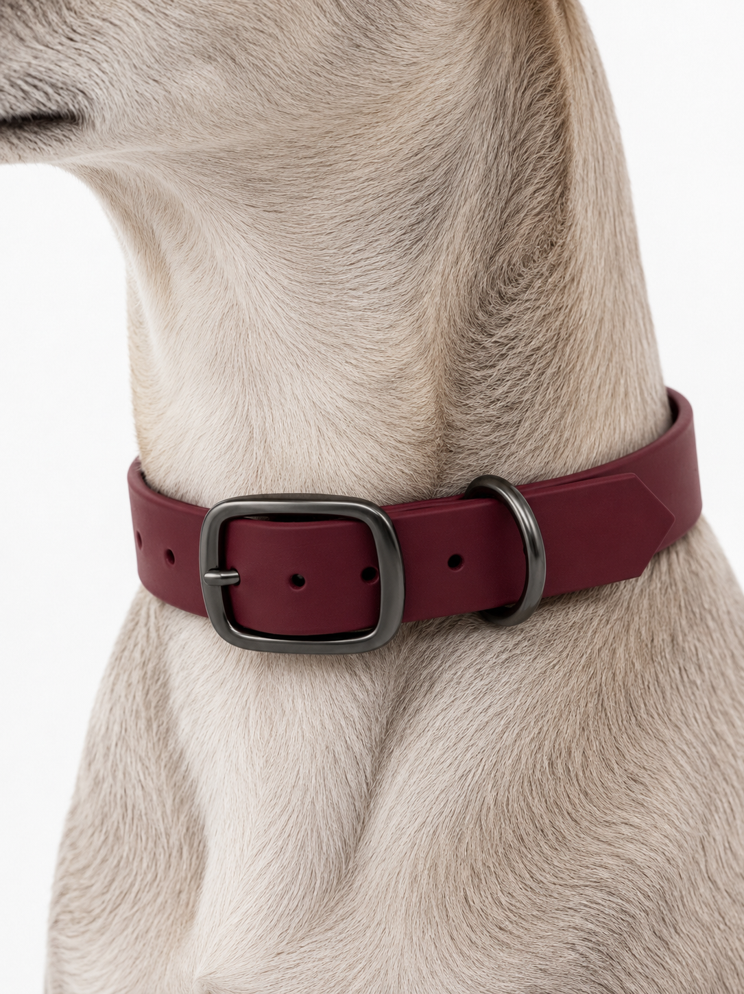 Hund mit biothane Halsband in Crimson rot. Hundehalsband mit Doppelstegschnalle zum verstellen. Handgemacht und individuell anpassbar 