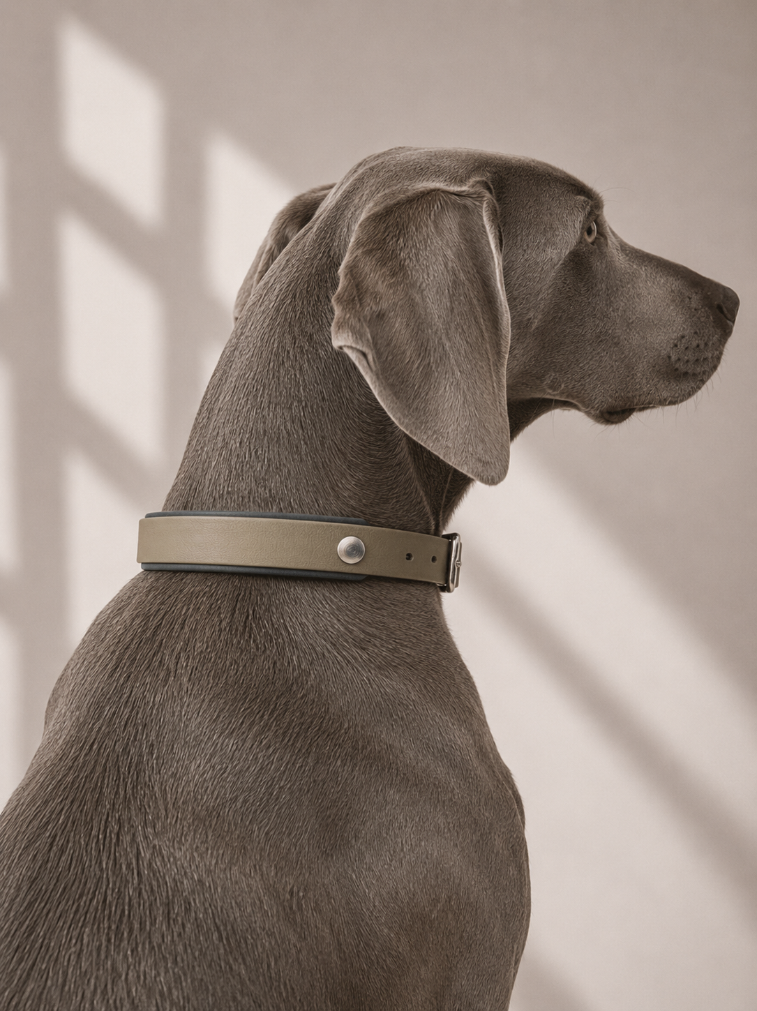 Hundehalsband Linea in beige und dunkelgrau aus biothane 