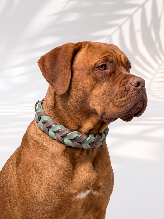 Hundehalsband geflochten aus Fettleder in der Farbe mint und Schlamm. Handgefertigt und individuell anpassbar. Halsband getragen an einem braunen Hund 