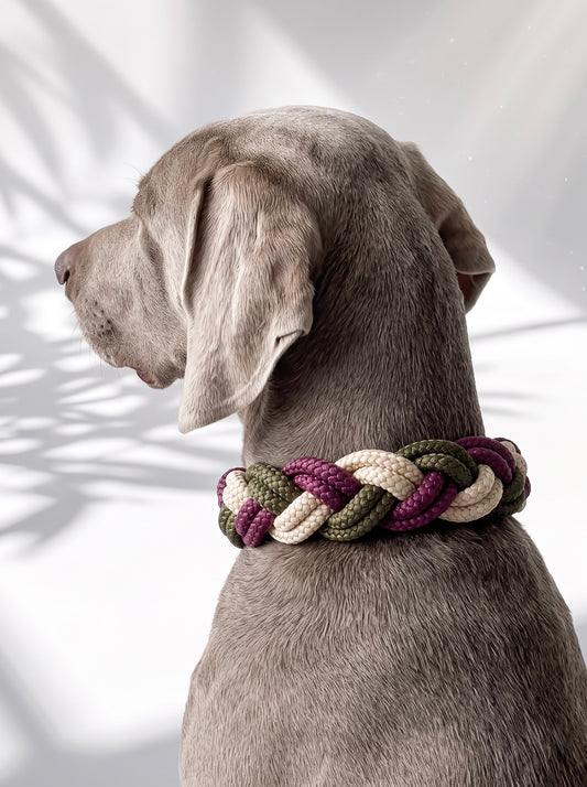 Hundehalsband geflochten aus Tau in den Farben Aubergine, Military grün und Shiny Gold. 
Handgefertigt und individuell anpassbar. Ansicht des Halsbandes getragen an einem grauen Hund 