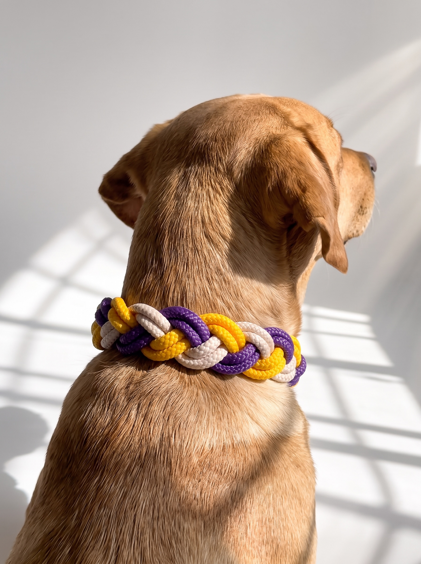 Hundehalsband geflochten aus Tau in den Farben Acid Violett Lila, Sahne Cream und Honey Gelb. Handgefertigt und individuell anpassbar. Ansicht Halsband getragen an einem braunen Hund 