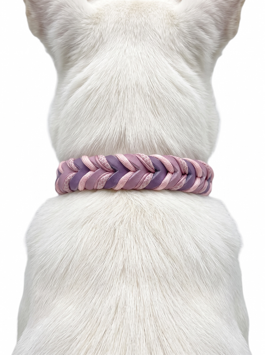 Lederhalsband geflochten in rosa und lila getragen von einem weißen hund.