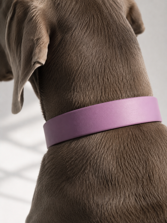 Hundehalsband in lila Orchidee aus biothane. 