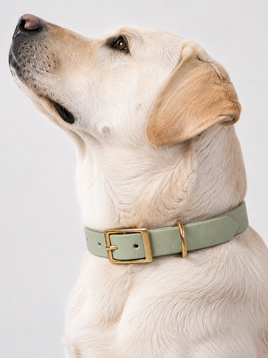 BioThane Halsband in grün getragen von eine Hund. Beschläge in Gold Messing. Hintergrund clean weiss