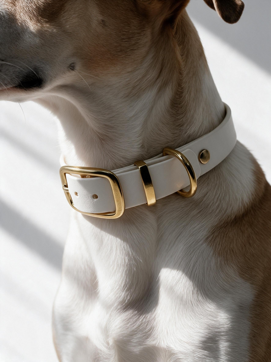 Hundehalsband aus BioThane in der Farbe Weiß mit golden Beschlägen aus Messing. Biothanehalsband getragen an sjnem weiss braunem Hund. 