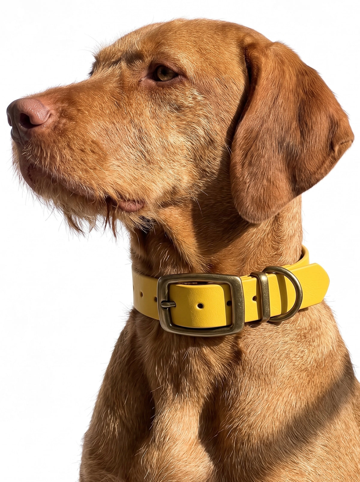 Hundehalsband Herbst Farben Senf gelb aus BioThane. Handgefertigt und individuell anpassbar. Getragen von einem Braunen Hund