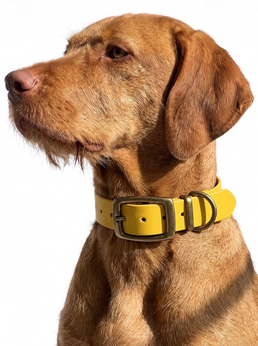 Hundehalsband Herbst Farben Senf gelb aus BioThane. Handgefertigt und individuell anpassbar. Getragen von einem Braunen Hund