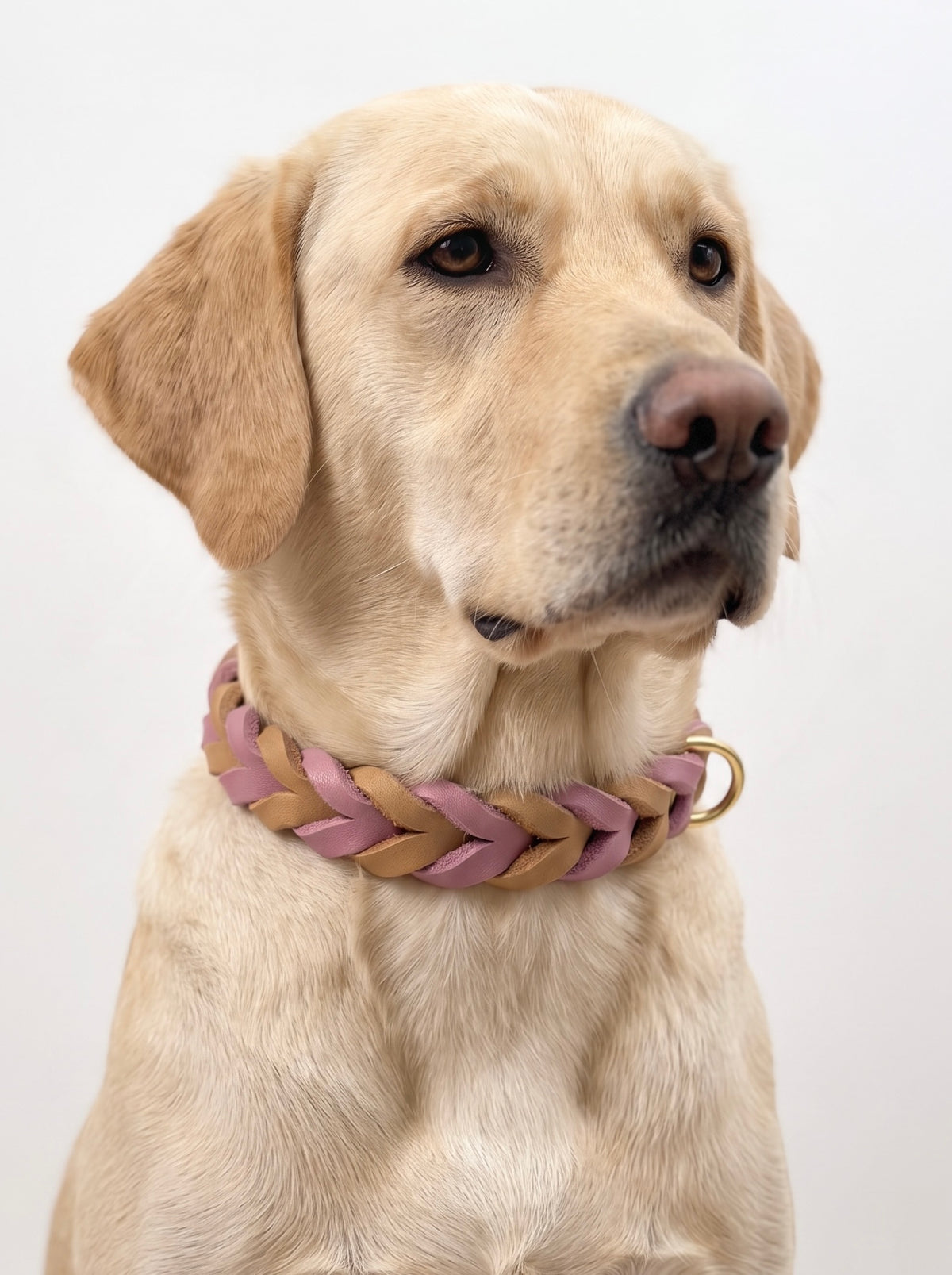 Lederhalsband geflochten in den Farben Rosa, Flieder und braun. Handgefertigt, individuell anpassbar und konfigurierbar. Getragen an einem Labrador. 
