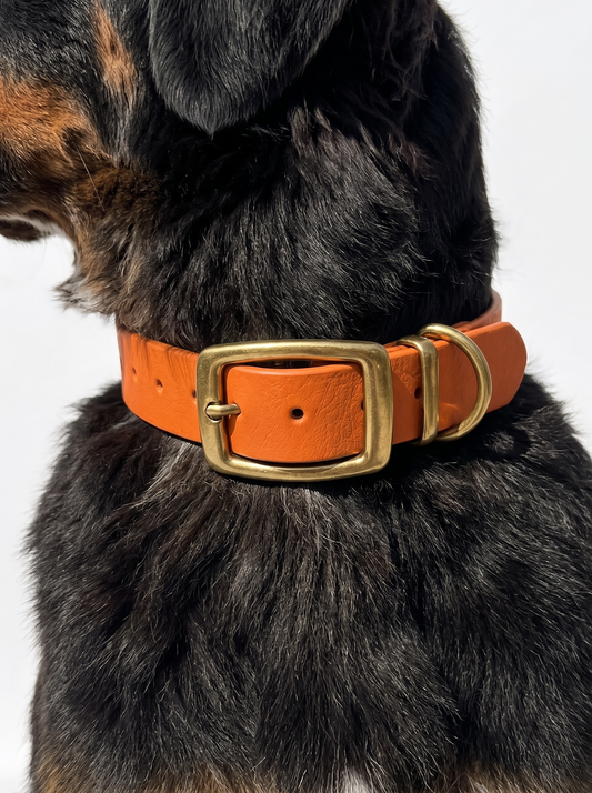Hundehalsband handgemacht aus BioThane mit antik goldenen Beschlägen. Farbe des Halsbandes burnt Orange. Getragen von einem Hund 
