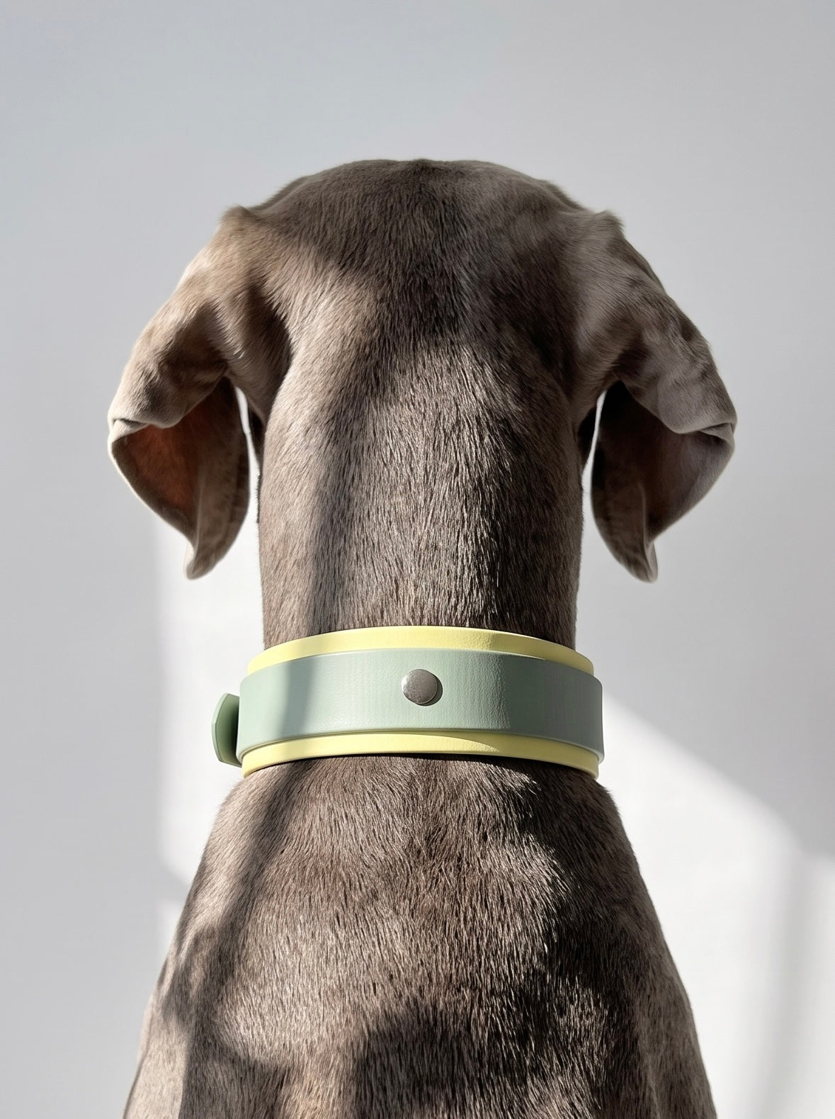 Hundehalsband  aus BioThane in grün und gelb. Handgefertigt und individuell anpassbar. Mit personalisierten Beschlägen. Tragebild grauer Hund 