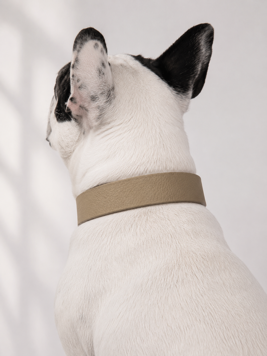 Hundehalsband aus biothane in der Farbe beige mit goldenen beschlagen aus Messing 