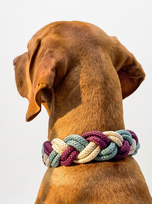 Hundehalsband geflochten aus Tau in den Farben Aubergine, Sea grün und Shiny Gold. 
Handgefertigt und individuell anpassbar. Ansicht Halsband getragen an braunem Hund 
