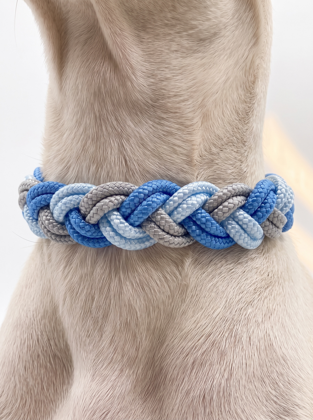 Hundehalsband geflochten in hell und dunkelblau mit grau geflochten. Handgefertigt aus Tau und Leder oder BioThane. Individuell anpassbar. Ansicht des Halsbandes von hinten an einem Hund getragen.