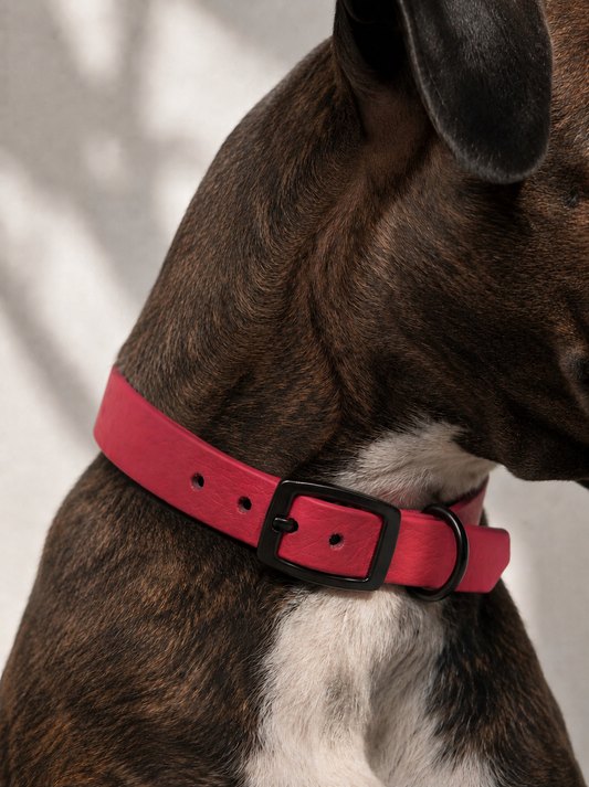 Hundehalsband aus biothane in rot mit schwarzer schnalle