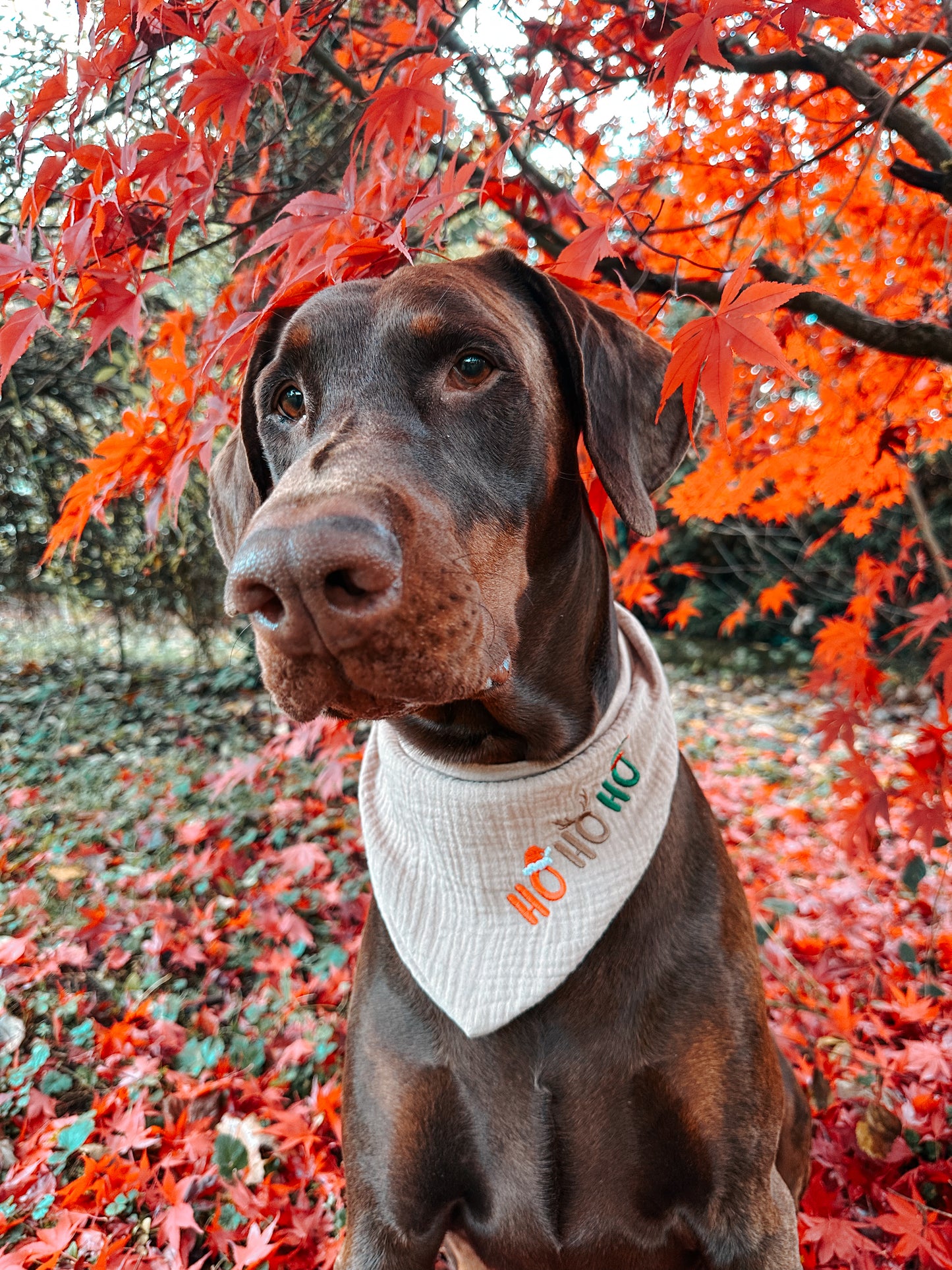 hundehalstuch aus 100% Baumwolle mit Weihnachtsmotiv ho ho ho. in verschiedenen Farben und Größen erhältlich
