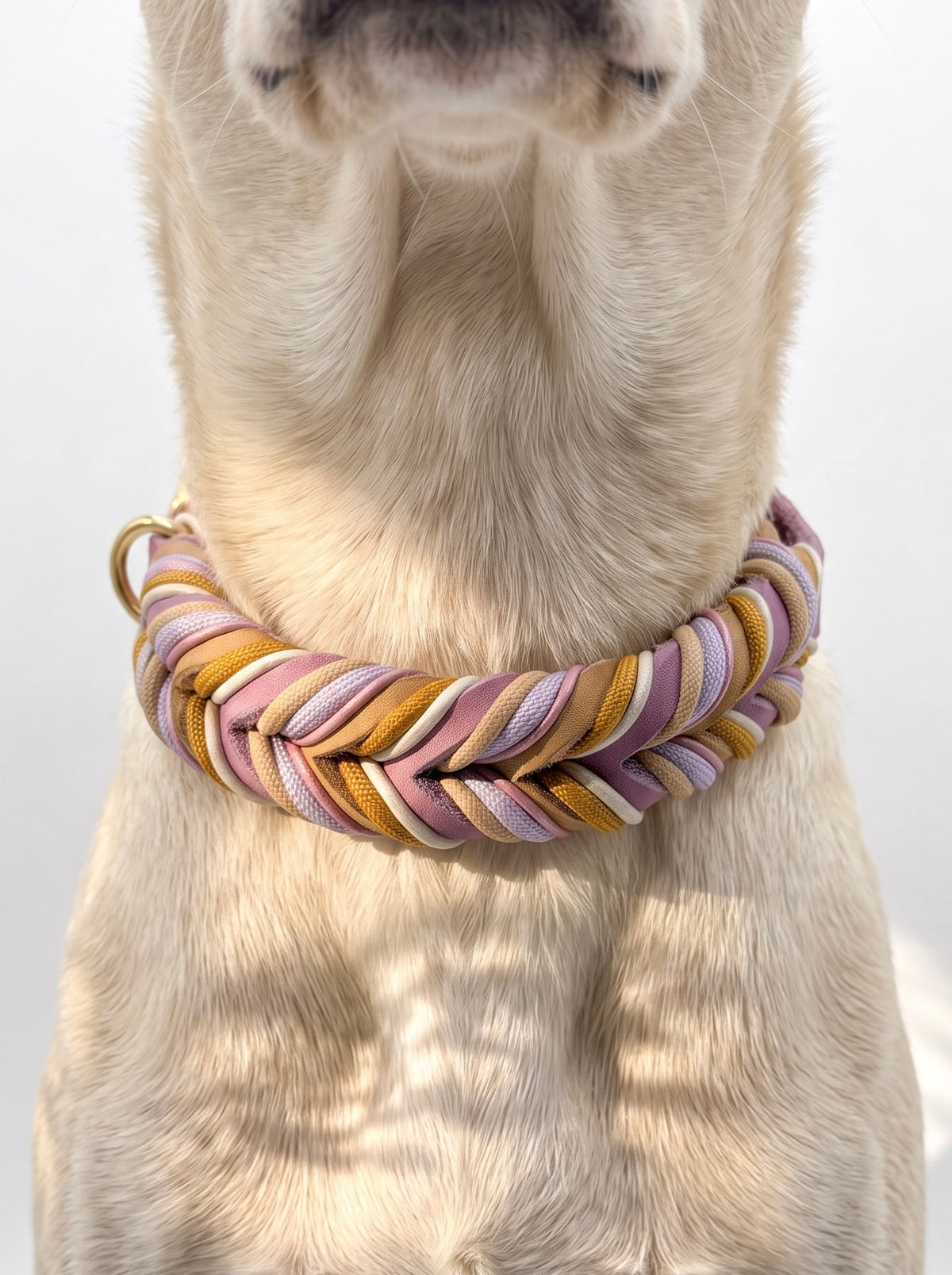 Hundehalsband aus Leder in Lila, Rosa und Braun geflochten. Handgefertigt und individuell anpassbar für alle hundegrößen. Beschläge aus Gold Messing. Halsband getragen an einem hellen Hund. 