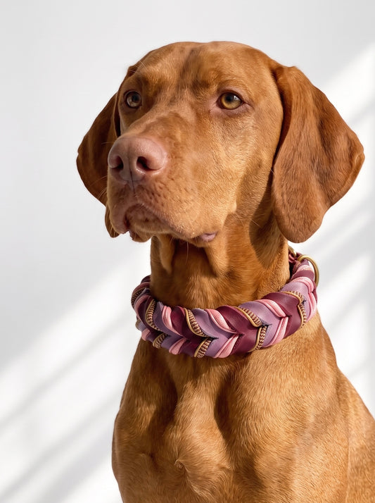 Hundehalsband geflochten in den Farben Traube und Orchidee. Lila rosa es Halsband  handgemacht und individuell anpassbar. Getragen von einem Whizla 