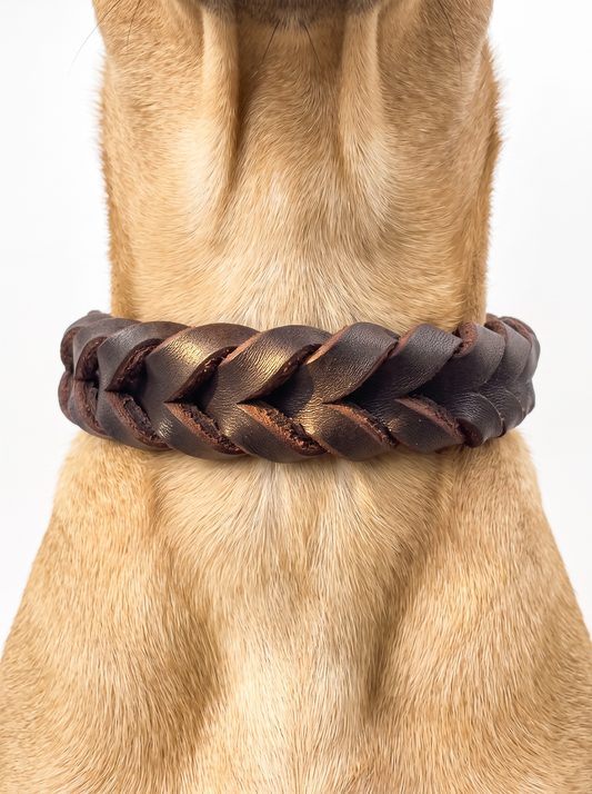 Lederhalsband in dunkelbraun geflochtenes Fettleder. Verschiedene Breiten und Beschläge wählbar. Getragen an einem hellbraunen Hund 
