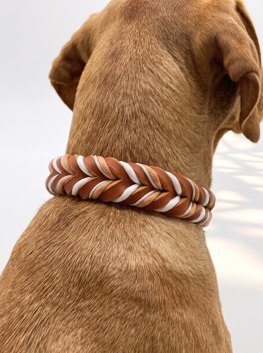 Hundehalsband aus Leder geflochten in braun mit weißen Kupfer Details getragen von einem
Hund. Ansicht von schräg hinten 
