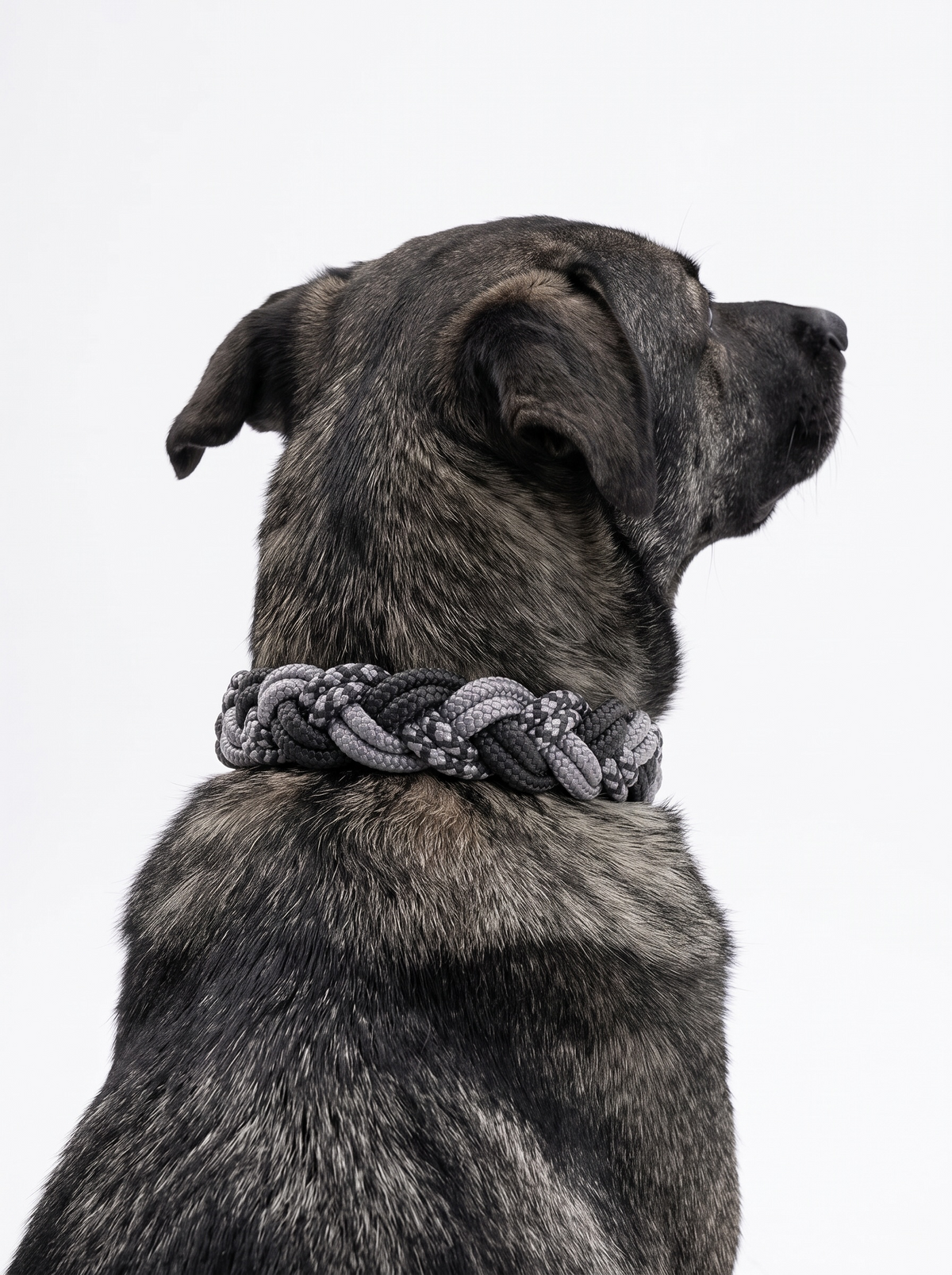 Hundehalsband geflochten aus Tau in schwarz und grau. Handgefertigt und individuell anpassbar. Getragen an einem Hund 