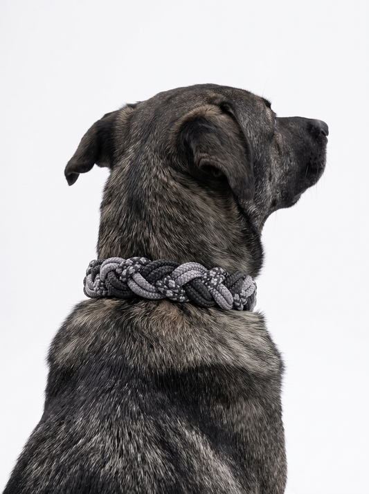 Hundehalsband geflochten aus Tau in schwarz und grau. Handgefertigt und individuell anpassbar. Getragen an einem Hund 